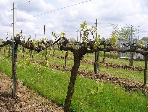 sostegno impresa agricola