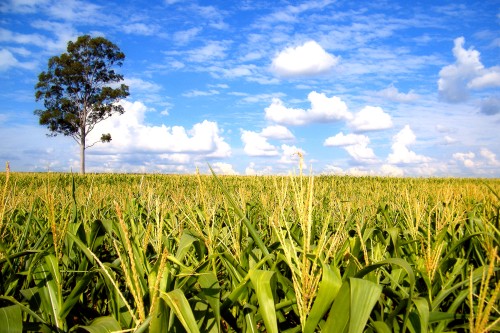 terre agricole