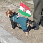 investire in ungheria