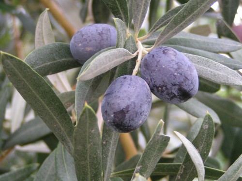 Olio extravergine d'oliva taroccato dalla Spagna