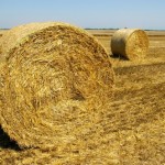 Le vacanze in agriturismo non patiscono la crisi