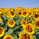 Domande di disoccupazione agricola, scadenza al 1 aprile