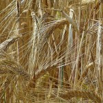 Crollo dei prezzi del grano, cosà¬ soffoca il mercato