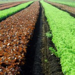 Donna e giovane èl'impresa agricola pugliese