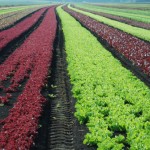 A tavola con 3 kg in pià¹ all'anno di frutta e verdura