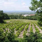 In vendita i terreni del demanio in Abruzzo e Molise