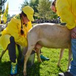 Coldiretti: èboom giovani pastori con 200mila pecore in pià¹ in 5 anni