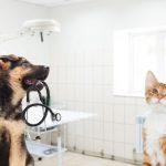 Dichiarazione precompilata, inserite anche le spese veterinarie