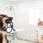 Dichiarazione precompilata, inserite anche le spese veterinarie