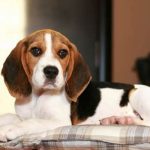 Detrazione spese veterinarie, come funziona